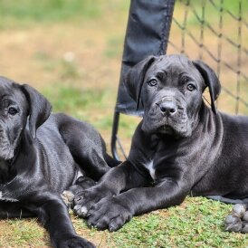 Cane Corso - Both