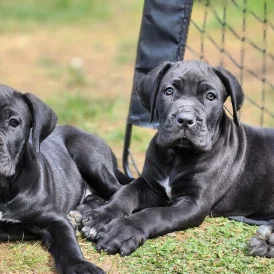 Cane Corso - Both