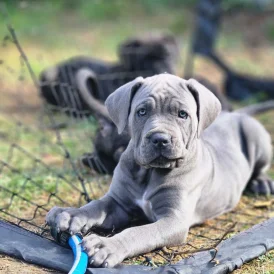 Cane Corso - Both
