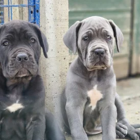 Cane Corso - Both