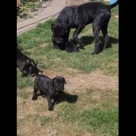 Cane Corso - Both