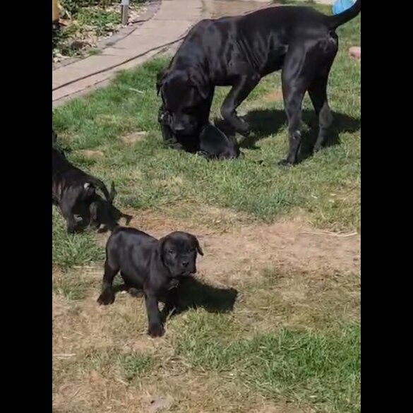 Cane Corso - Both
