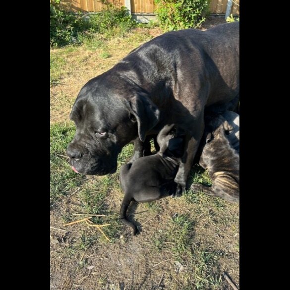 Cane Corso - Both