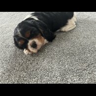 Cavalier King Charles Spaniel - Both