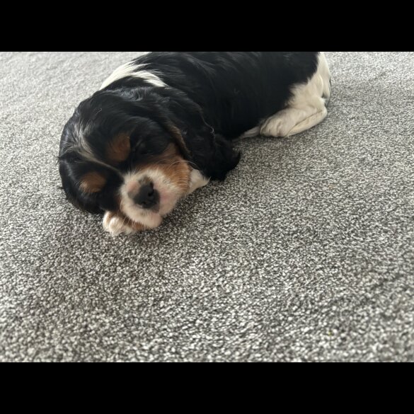 Cavalier King Charles Spaniel - Both