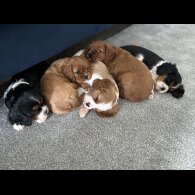 Cavalier King Charles Spaniel - Both