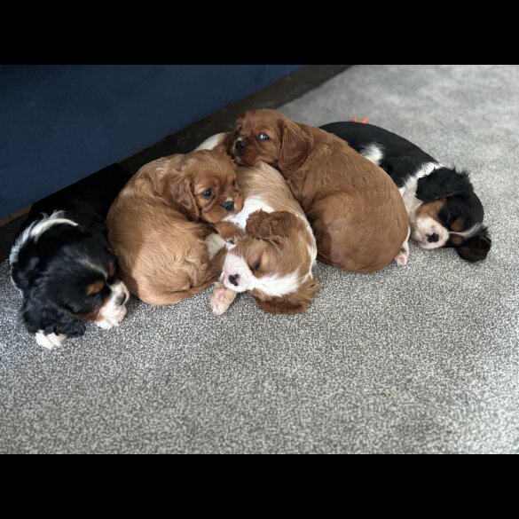 Cavalier King Charles Spaniel - Both