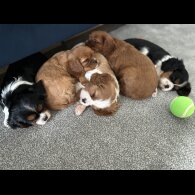 Cavalier King Charles Spaniel - Both