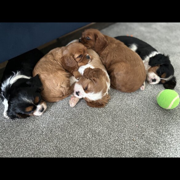 Cavalier King Charles Spaniel - Both