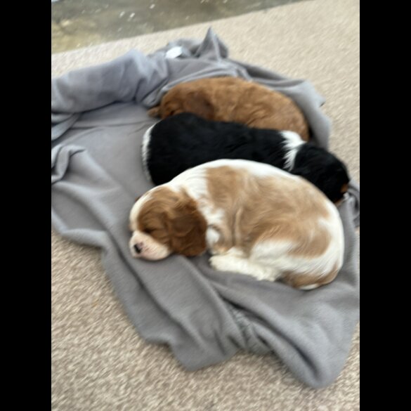 Cavalier King Charles Spaniel - Both