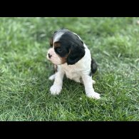 Cavalier King Charles Spaniel - Both