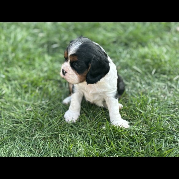 Cavalier King Charles Spaniel - Both