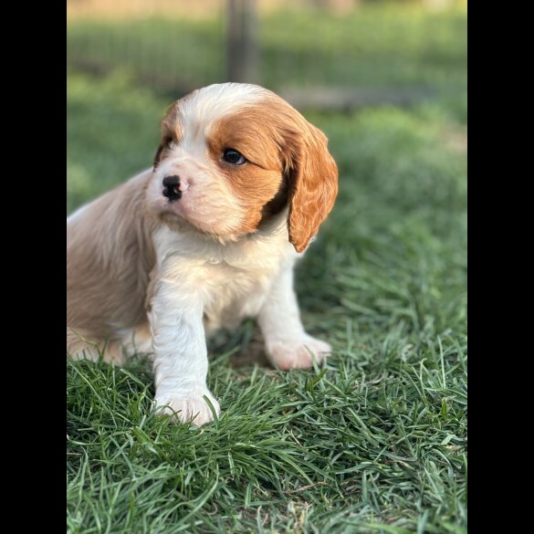 Cavalier King Charles Spaniel - Both