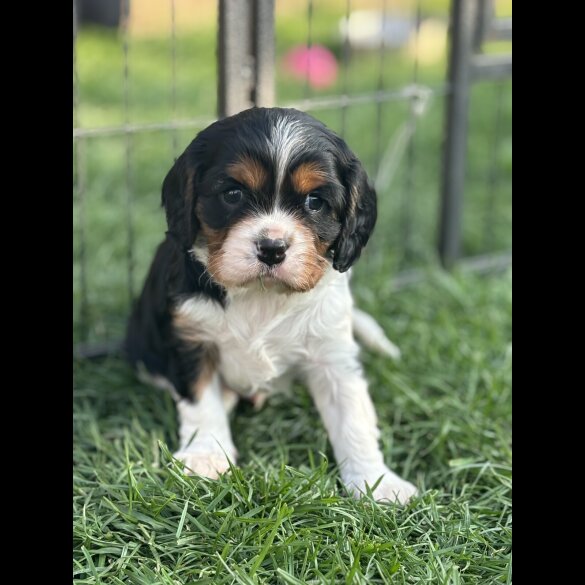 Cavalier King Charles Spaniel - Both