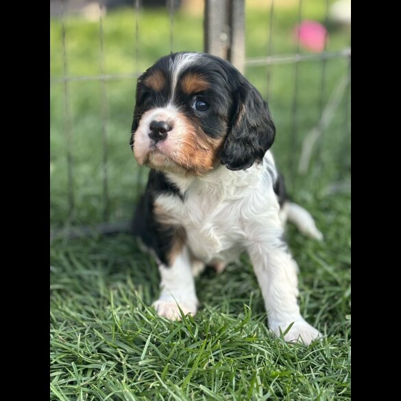 Cavalier King Charles Spaniel - Both