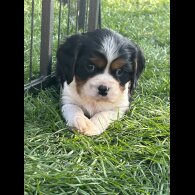 Cavalier King Charles Spaniel - Both