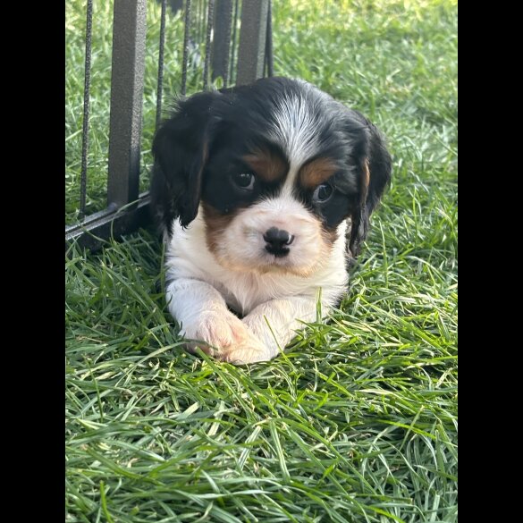 Cavalier King Charles Spaniel - Both