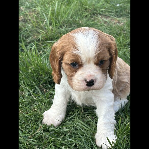 Cavalier King Charles Spaniel - Both