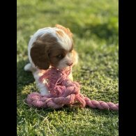 Cavalier King Charles Spaniel - Both