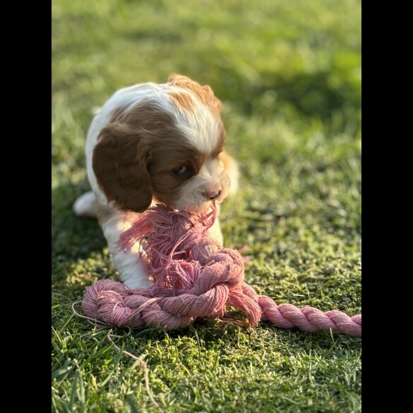 Cavalier King Charles Spaniel - Both