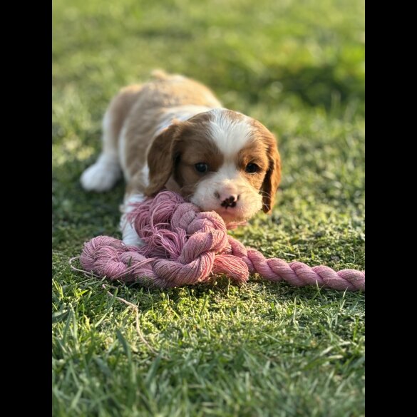 Cavalier King Charles Spaniel - Both