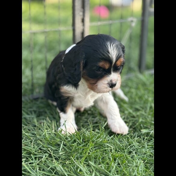 Cavalier King Charles Spaniel - Both