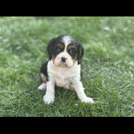Cavalier King Charles Spaniel - Both