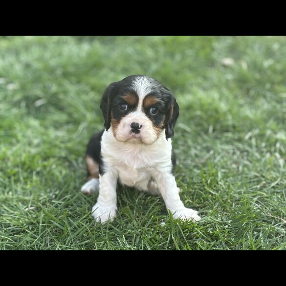 Cavalier King Charles Spaniel - Both