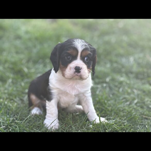 Cavalier King Charles Spaniel - Both