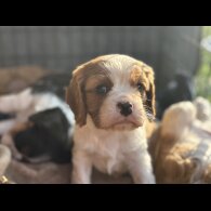 Cavalier King Charles Spaniel - Both