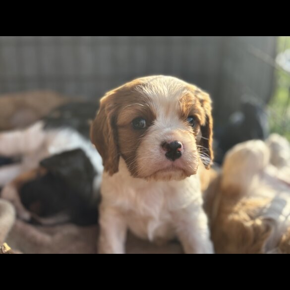 Cavalier King Charles Spaniel - Both