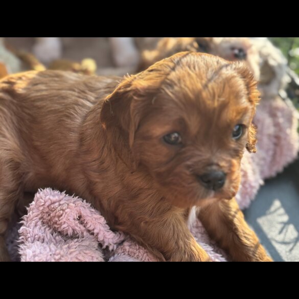 Cavalier King Charles Spaniel - Both