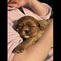 Cavalier King Charles Spaniel - Both
