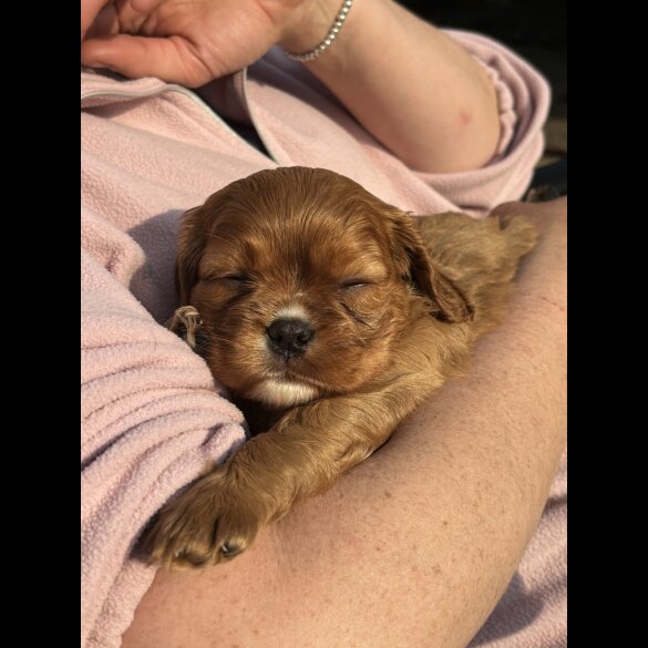 Cavalier King Charles Spaniel - Both