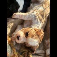 Cavalier King Charles Spaniel - Both
