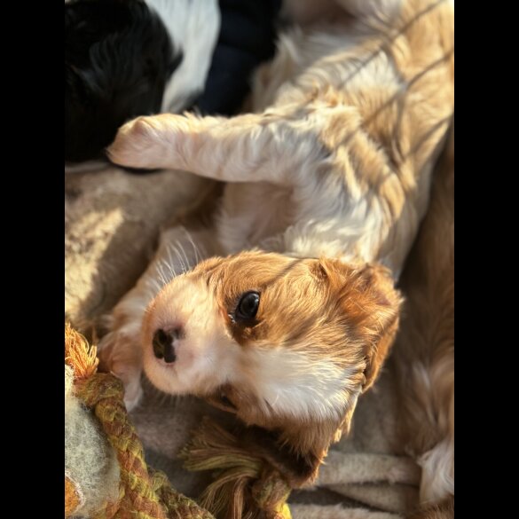 Cavalier King Charles Spaniel - Both