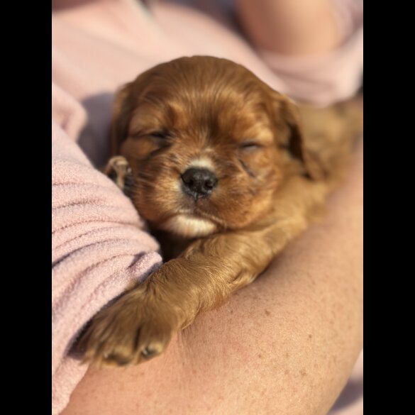 Cavalier King Charles Spaniel - Both
