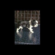 Cavalier King Charles Spaniel - Both