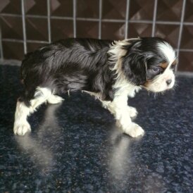 Cavalier King Charles Spaniel - Both