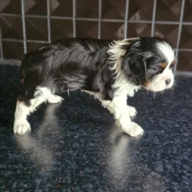 Cavalier King Charles Spaniel - Both