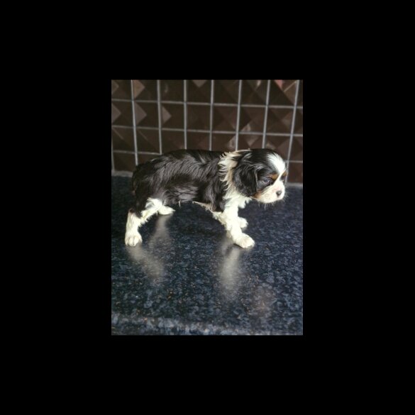 Cavalier King Charles Spaniel - Both