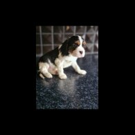 Cavalier King Charles Spaniel - Both