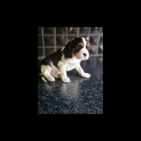 Cavalier King Charles Spaniel - Both