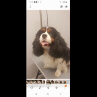 Cavalier King Charles Spaniel - Both