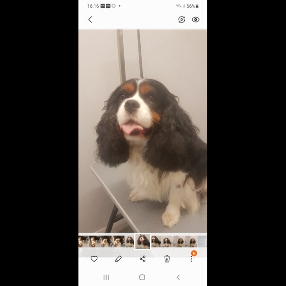 Cavalier King Charles Spaniel - Both