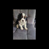 Cavalier King Charles Spaniel - Both