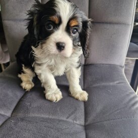 Cavalier King Charles Spaniel - Both