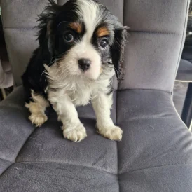 Cavalier King Charles Spaniel - Both