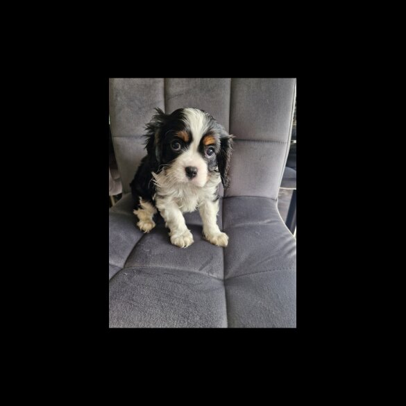 Cavalier King Charles Spaniel - Both
