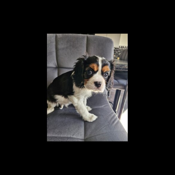 Cavalier King Charles Spaniel - Both